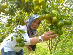 Manisnya Jeruk Jadi Harapan Baru Pertanian Pasuruan, Sekali Panen Rp 100 Juta