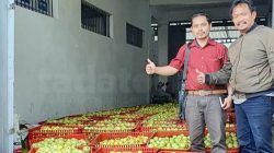 Hadapi Tekanan Ganda, Petani Apel Pasuruan Minta Pemerintah Kembalikan Alokasi Pupuk Bersubsidi