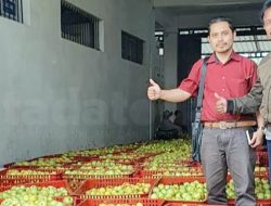 Hadapi Tekanan Ganda, Petani Apel Pasuruan Minta Pemerintah Kembalikan Alokasi Pupuk Bersubsidi
